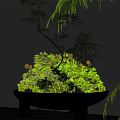 Moss and Fern in Black Pot on Dark Table Natural Miniature Landscape