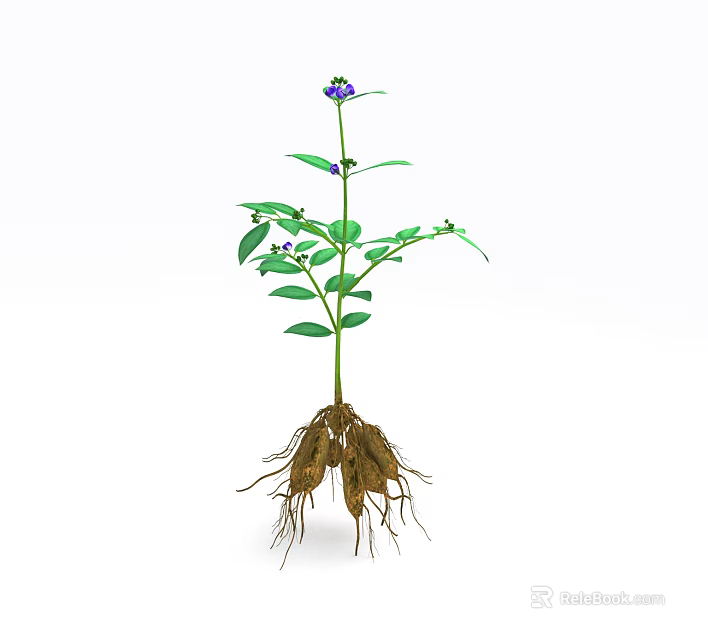 Herb Plant with Green Leaves Small Purple Flowers and Tuberous Roots on White Background 3d model 