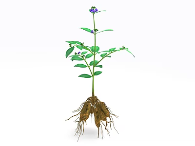 Herb Plant with Green Leaves Small Purple Flowers and Tuberous Roots on White Background 3d model