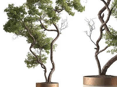 Decorative Ornament Set With Curved Tree Trunks Green Leaves And Golden Pots 3d model
