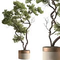 Decorative Ornament Set With Curved Tree Trunks Green Leaves And Golden Pots