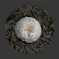 Modern mushroom straw mushroom poisonous mushroom 3d model