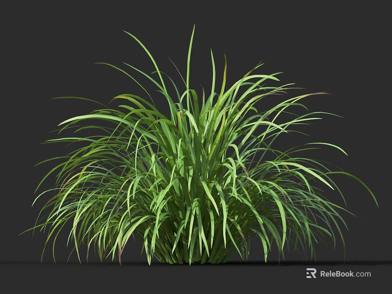 Lush Green Herbaceous Plant With Long Slender Leaves In Clumping Growth Against Dark Background 3d model 