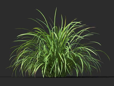 Lush Green Herbaceous Plant With Long Slender Leaves In Clumping Growth Against Dark Background 3d model