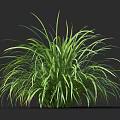 Lush Green Herbaceous Plant With Long Slender Leaves In Clumping Growth Against Dark Background