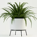 Indoor Potted Plants Collection with Large Leaves Slender Foliage and Ferns in White Dark Pots