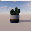 Cactus Bonsai Plant in White Yellow Navy Blue Striped Pot Against Blue Sky White Clouds