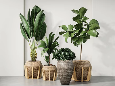 Indoor Potted Plants With Woven Planters Various Sizes And Large Green Leaves 3d model
