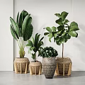 Indoor Potted Plants With Woven Planters Various Sizes And Large Green Leaves
