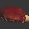 Realistic Human Kidney Organ With Hair Like Fibrous Tissue And Ureter Structure