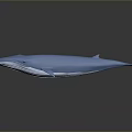 Blue Whale 3D Model With Smooth Surface On Gray Background