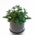 Bonsai Potted Plants in Glass Containers with Visible Roots Gray Cover and Green Leaves