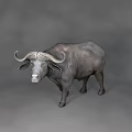 Full Body View Of Gray Buffalo With Curved Horns Standing On Gray Background