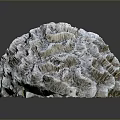 Gray Brain Coral An Aquatic Animal In Marine Environment With Detailed Texture