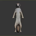 Meerkat Standing Upright With Light Brown Fur And Dark Facial Markings Against Simple Dark Background 3d model