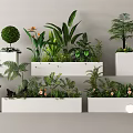 Elegant Display Of Various Flowering Plants And Green Foliage In White Rectangular Planters