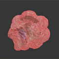 Intricate Marine Animal Seashell With Colorful Patterns And Natural Texture
