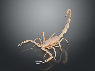 3D Realistic Brown Scorpion Model With Dark Reflective Surface Background 3d model