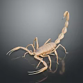 3D Realistic Brown Scorpion Model With Dark Reflective Surface Background 3d model