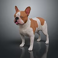 Brown And White Boston Terrier Standing On Black Background Realistic