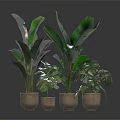 Various Green Houseplants With Diverse Leaf Shapes In Ceramic Pots On Dark Surface 3d model