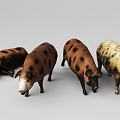 wild boar 3d model