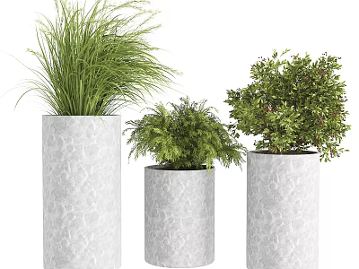 Bonsai Potted Plants In Textured Cylindrical Pots Of Different Sizes With Green Foliage 3d model