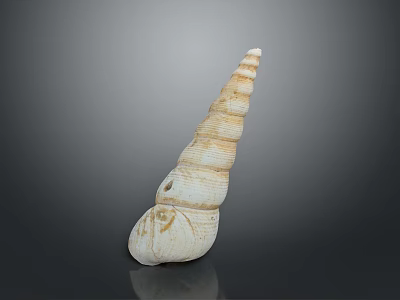 Marine Snail With Spiral Shaped Shell Featuring Cream And Brown Stripes 3d model