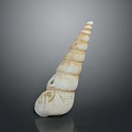 Marine Snail With Spiral Shaped Shell Featuring Cream And Brown Stripes