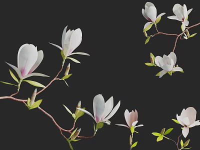 Blooming Arbor Branches With White Flowers Pink Centers And Green Leaves On Dark Background 3d model