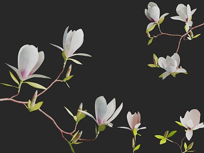 Fine Magnolia Saucer Magnolia Branch Fine Flower Tree Branch 3d model