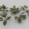 Peacock Plant Perennial Evergreen Herb With Striking Variegated Leaves As Indoor Decoration