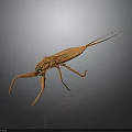 Brown Water Strider Insect With Long Slender Legs And Antennae On Dark Reflective Surface