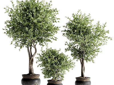 Three Different Sizes Bonsai Plants With Green Leaves In Black Pots 3d model