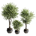 Three Different Sizes Bonsai Plants With Green Leaves In Black Pots
