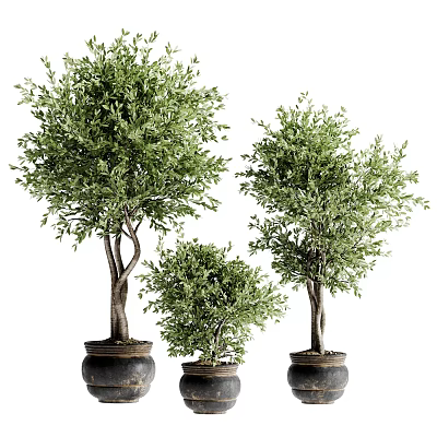 Three Different Sizes Bonsai Plants With Green Leaves In Black Pots 3d model