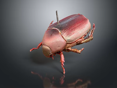 Red And Brown Beetle Specimen With Metallic Sheen Pinned On Black Background Showing Reflection 3d model