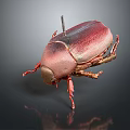 Red And Brown Beetle Specimen With Metallic Sheen Pinned On Black Background Showing Reflection