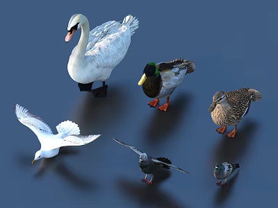 Various Birds Including Swan Mallard Seagull And Pigeon On Water Surface 3d model