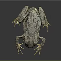 Gray Green Spotted Tree Frog With Open Mouth And Textured Limbs