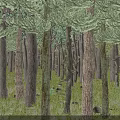 Tranquil Forest Landscape With Tall Trees Green Foliage Grass And Stones