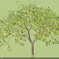 Healthy Orange Tree With Lush Green Leaves And Ripe Orange Fruits