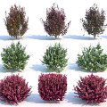 Various Colorful Garden Shrubs With Green And Purple Foliage And Rounded Shapes