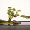 Plant Landscape Tree Pond Stone Head Landscape Pohan Pine Tree Modeling Landscape Tree 3d model