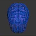 Realistic Sparkling Blue Human Brain Model With Textured Surface On Dark Background 3d model
