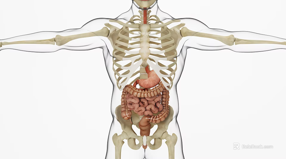 Medical Device Anatomical Model Displaying Human Skeleton And Internal Organs 3d model 