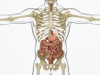 Medical Device Anatomical Model Displaying Human Skeleton And Internal Organs 3d model