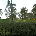 Scenic Garden Landscape With Palm Trees Sunflowers Green Shrubs Under Blue Sky And White Clouds