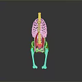Medical Device 3D Anatomical Model Showing Animal Skeleton And Muscle Structure