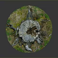 Detailed Tree Stump With Visible Growth Rings And Surrounding Grass